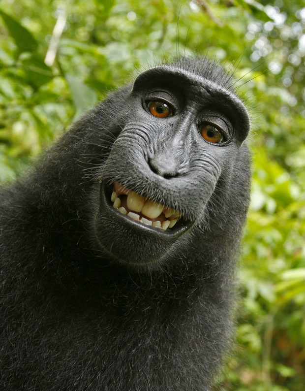 Retrato hiperdetalhado de um lindo macaco branco fofo · Creative Fabrica